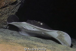 atlantic stingray in a cave - Azores by Andre Philip 